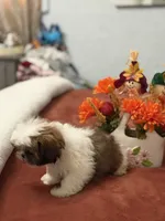 Minnie , a female Shih Tzu for sale in Las Vegas, NV – 9 of 9