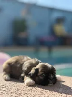 Pooh, a male Shih Tzu for sale in Las Vegas, NV – 8 of 10