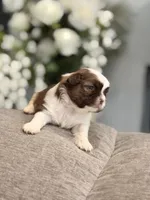 Minnie , a female Shih Tzu for sale in Las Vegas, NV – 3 of 9