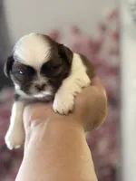 Minnie, a female Shih Tzu for sale in Las Vegas, NV – 5 of 10