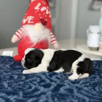 Panda, a male Shih Tzu for sale in Las Vegas, NV – Photo 1 of 9