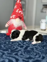 Panda, a male Shih Tzu for sale in Las Vegas, NV – Photo 1 of 9