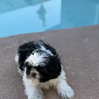 Panda, a male Shih Tzu for sale in Las Vegas, NV – Photo 4 of 9