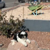 Panda, a male Shih Tzu for sale in Las Vegas, NV – Photo 7 of 9