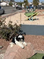 Panda, a male Shih Tzu for sale in Las Vegas, NV – Photo 7 of 9