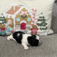 Panda, a male Shih Tzu for sale in Las Vegas, NV – Photo 2 of 9