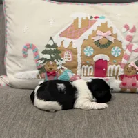 Panda, a male Shih Tzu for sale in Las Vegas, NV – Photo 3 of 9