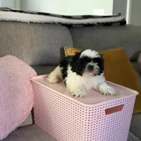 Panda, a male Shih Tzu for sale in Las Vegas, NV – Photo 5 of 9