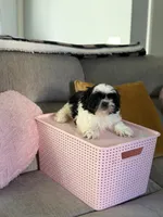 Panda, a male Shih Tzu for sale in Las Vegas, NV – Photo 5 of 9