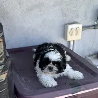 Panda, a male Shih Tzu for sale in Las Vegas, NV – Photo 6 of 9