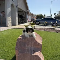 Panda, a male Shih Tzu for sale in Las Vegas, NV – Photo 8 of 9