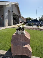 Panda, a male Shih Tzu for sale in Las Vegas, NV – Photo 8 of 9