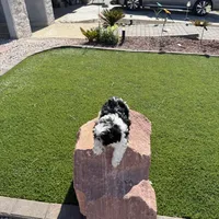 Panda, a male Shih Tzu for sale in Las Vegas, NV – Photo 9 of 9