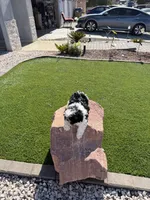 Panda, a male Shih Tzu for sale in Las Vegas, NV – Photo 9 of 9