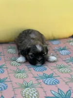 Pooh, a male Shih Tzu for sale in Las Vegas, NV – 5 of 10