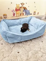 Pooh, a male Shih Tzu for sale in Las Vegas, NV – 2 of 4