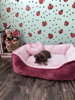 Coco, a female Shih Tzu for sale in Las Vegas, NV – 3 of 4