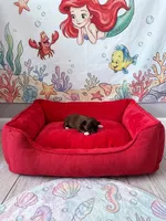 Ariel, a female Shih Tzu for sale in Las Vegas, NV – 2 of 10