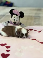 Minnie, a female Shih Tzu for sale in Las Vegas, NV – 6 of 10