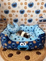Bear, a male Shih Tzu for sale in Las Vegas, NV – 4 of 4