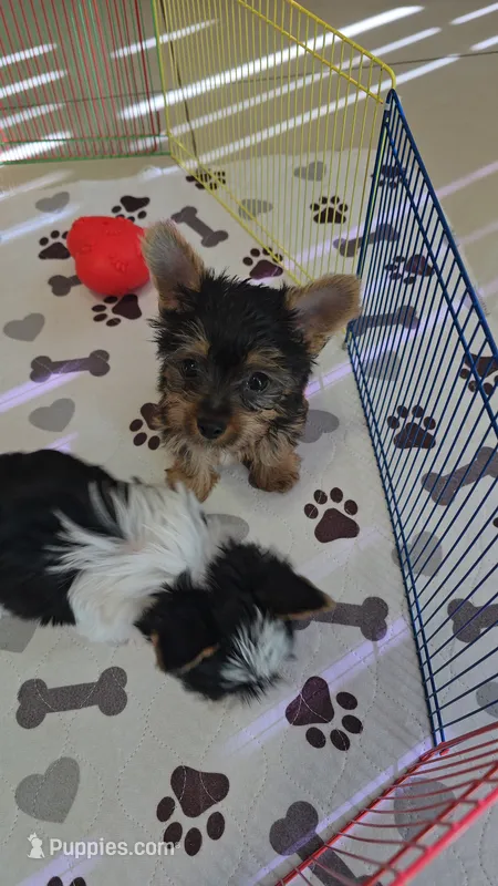 YORKIE TEA CUP – Yorkshire Terrier puppy for sale in Sebring, FL