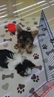 YORKIE TEA CUP, a male Yorkshire Terrier for sale in Sebring, FL – 2 of 2