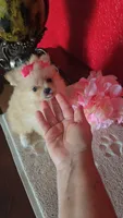 POMERANIAN  TEDDY BEAR FACE, a female Pomeranian for sale in Sebring, FL – 3 of 3