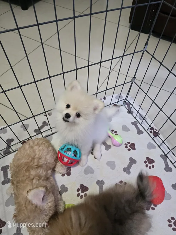 POMERANIAN  TEDDY BEAR FACE – Pomeranian puppy for sale in Sebring, FL