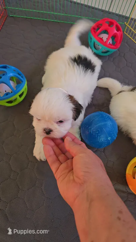 SHITZU MALE  – Shih Tzu puppy for sale in Sebring, FL