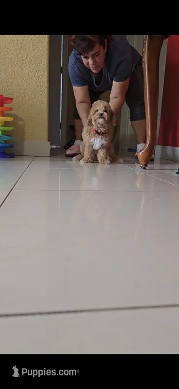 TOY POODLE  – Poodle - Toy  puppy for sale in Sebring, FL