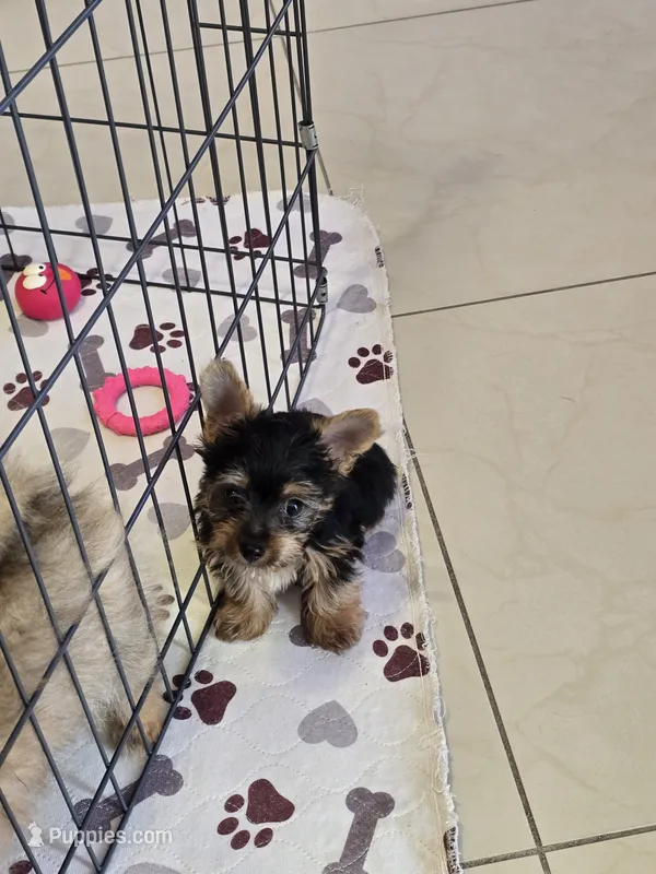 YORKIE TEA CUP – Yorkshire Terrier puppy for sale in Sebring, FL