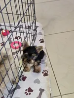 YORKIE TEA CUP, a male Yorkshire Terrier for sale in Sebring, FL – 1 of 2