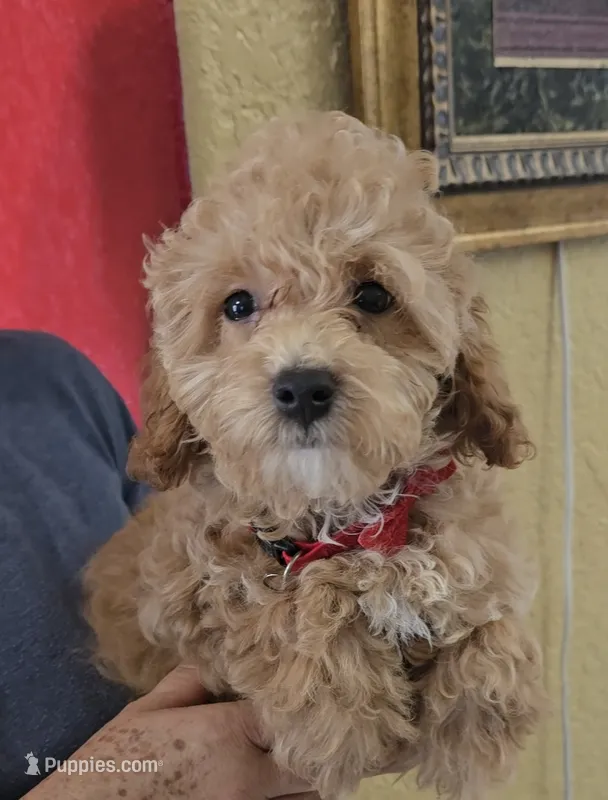 TOY POODLE  – Poodle - Toy  puppy for sale in Sebring, FL
