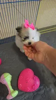POMERANIAN  TEDDY BEAR FACE, a female Pomeranian for sale in Sebring, FL – 2 of 2
