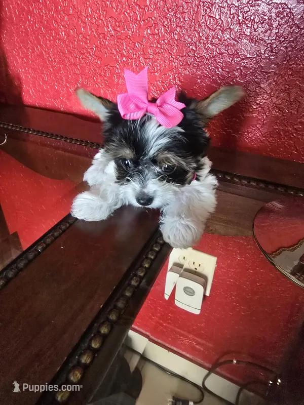YORKIE TEA CUP  – Yorkshire Terrier puppy for sale in Sebring, FL