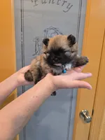 POMERANIAN  TEDDY  BEAR, a male Pomeranian for sale in Sebring, FL – Photo 2 of 2