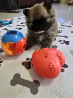 POMERANIAN  TEDDY  BEAR, a male Pomeranian for sale in Sebring, FL – Photo 1 of 2