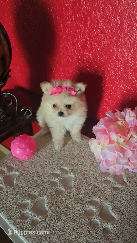 POMERANIAN  TEDDY BEAR FACE – Pomeranian puppy for sale in Sebring, FL