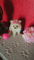 POMERANIAN  TEDDY BEAR FACE, a female Pomeranian for sale in Sebring, FL – 1 of 3