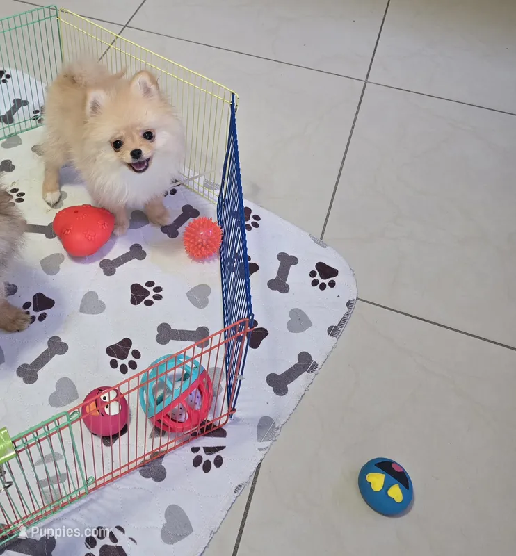 POMERANIAN  TEDDY BEAR FACE – Pomeranian puppy for sale in Sebring, FL