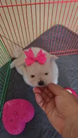 POMERANIAN  TEDDY BEAR FACE, a female Pomeranian for sale in Sebring, FL – 3 of 3