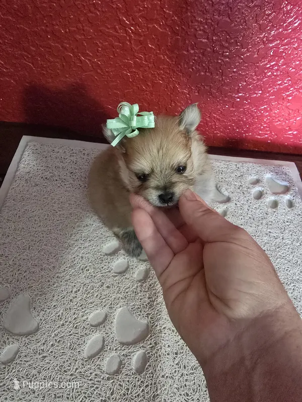 POM TEDDY BEAR FACE – Pomeranian puppy for sale in Sebring, FL