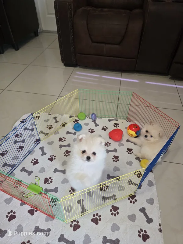 POMERANIAN  TEDDY BEAR FACE – Pomeranian puppy for sale in Sebring, FL