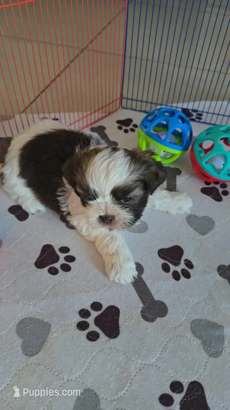 SHITZU MALE – Shih Tzu puppy for sale in Sebring, FL