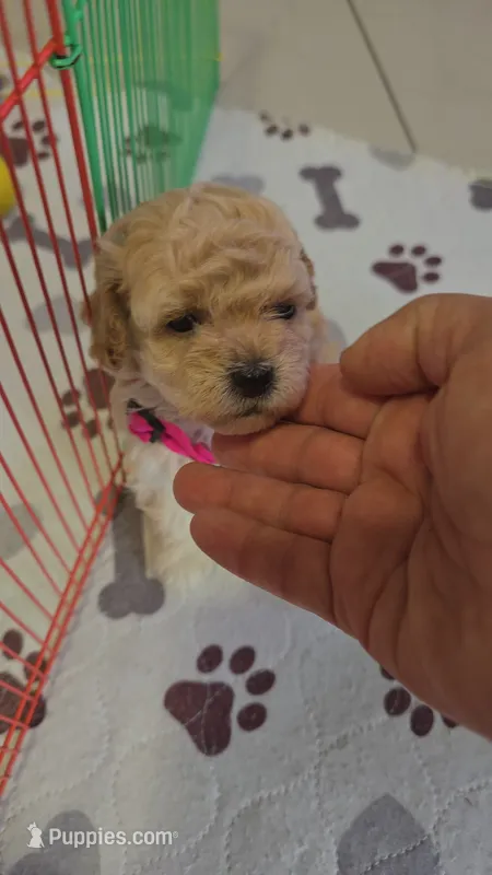 TOY POODLE  – Poodle - Toy  puppy for sale in Sebring, FL