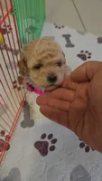TOY POODLE , a female Poodle - Toy  for sale in Sebring, FL – 1 of 1