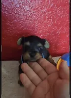 YORKIE TOY , a male Yorkshire Terrier for sale in Sebring, FL – 3 of 3