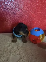 YORKIE TOY , a male Yorkshire Terrier for sale in Sebring, FL – 2 of 3
