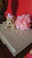 TOY POODLE FEMALE, a female Poodle - Toy  for sale in Sebring, FL – 2 of 2