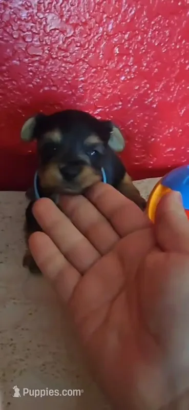 YORKIE TOY  – Yorkshire Terrier puppy for sale in Sebring, FL